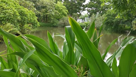 Blätter-Mit-Einem-Teich-Im-Hintergrund-In-Einem-Garten,-Thailand