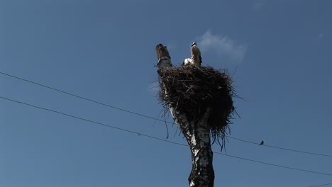 Medium-shot-of-the-Storks-in-the-nest-in-a-Ukrainian-village-in-summertime