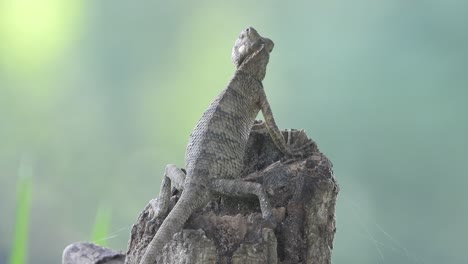 Lizard-in-tree---waitting-for---eyes-