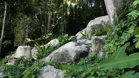 Lost-in-the-Jungle-Forgotten-Places-Spiritual-Place,-Untouched-Tropical-Forest-Scenery-Granite-Rocks,-Natural-Habitat-Protection-of-Pristine-Rain-Forest