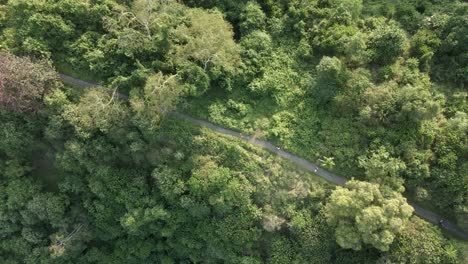 Lush-forest-aerial-looks-directly-down-onto-people-walking-on-path