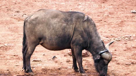 Madenhacker-Fressen-Parasiten-Vom-Afrikanischen-Büffel-Im-Aberdare-Nationalpark-In-Kenia