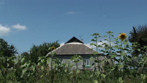 A-wide-shot-of-a-Ukrainian-rural-house-and-the-garden-around-it