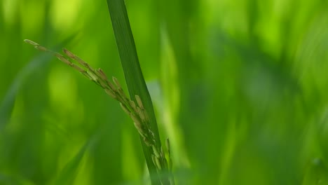 Rice---rice-grass---green-
