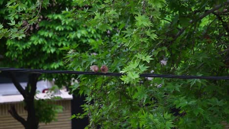 love-making-animals-birds-in-a-green-wonderful-raining-scene-the-concept-of-couple-peace-Iran-Rainy-day-Two-pigeons-perch-on-power-line-amidst-the-cityscape-a-serene-moment-in-urban-nature-tree-street