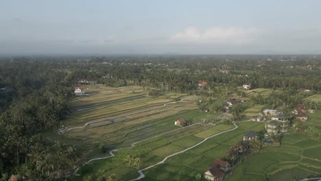 Bucolic-Asian-aerial-scene:-Village-rice-paddy-fields-at-Ubud,-Bali
