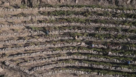 Aerial-View-Of-People-Harvesting-Grapes-At-Vineyards-in-Sil-Canyon,-Spain