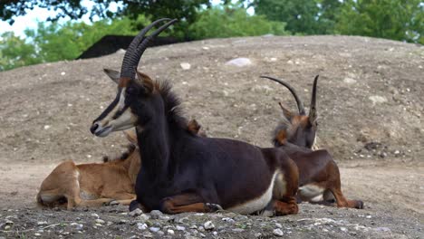 Sable-antelope-family-resting-and-ruminating-in-the-African-sun