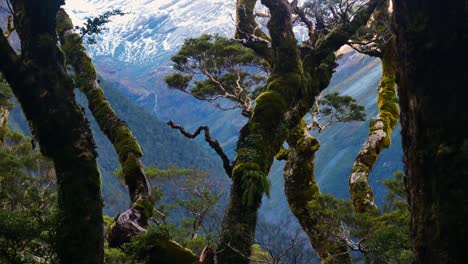 moss-covered-tree-branches-with-snow-covered-mountains-in-background