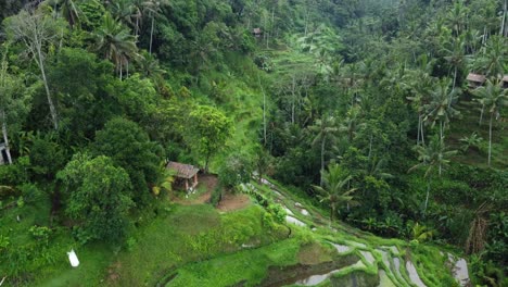 Terraza-De-Arroz-Con-Paisaje-De-Arriba-Hacia-Abajo-Con-Un-Reflejo-En-El-Agua,-Bali