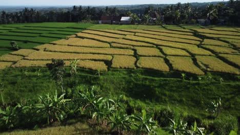Luftdrohne-über-Reisfeldern-Im-Sebani-Gebiet-Im-Osten-Von-Java,-Indonesien