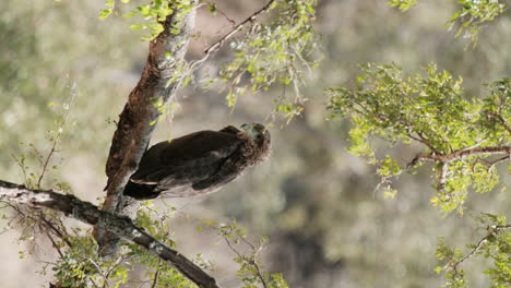 Vertical-View-Of-Wild-Eagle-Sitting-On-The-Tree-Branch-With-Blurred-Background