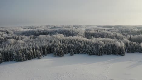 Hermoso-Borde-Del-Bosque-Cubierto-De-Nieve-En-Un-Día-De-Invierno