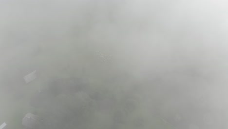 Blick-Durch-Dichten-Nebel-Auf-Eine-Schafherde