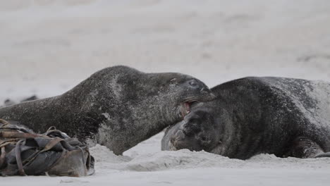 Closeup-Of-New-Zealand-Fur-Seal-Fighting-On-The-Sandy-Beach-In-Sandfly-Bay,-Dunedin,-New-Zealand