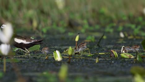 Pheasant-tailed-Jacana-with-Beautiful-Chicks-Feeding-in-water-Lily-Pond-in-Morning