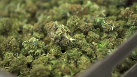 Flores-De-Cannabis-Cultivadas,-Preparadas-Para-El-Proceso-De-Extracción-De-Aceite-De-Cbd