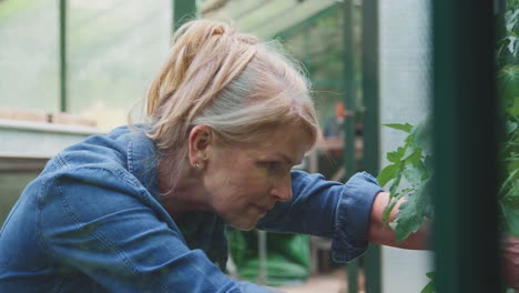 Mature-Woman-Gardening-In-Greenhouse-At-Home-Looking-After-Tomato-Plants