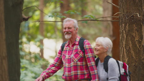 Liebevolles-älteres-Ehepaar-Im-Ruhestand,-Das-Gemeinsam-In-Der-Waldlandschaft-Spaziert
