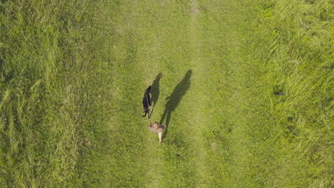 Aerial-Drone-Shot-Of-Woman-Walking-Dog-Through-Field-In-English-Summer-Countryside-UK