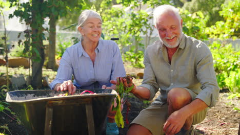 Retired-Senior-Couple-Working-In-Vegetable-Garden-Or-Allotment-With-Barrow-At-Home-Picking-Beetroot
