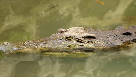 Augen-Eines-Krokodils,-Das-über-Einem-Süßwassersee-Wachsam-Ist