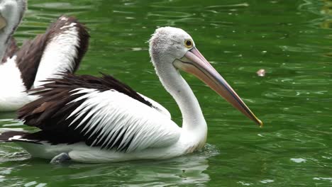 Tracking-follow-of-gorgeous-white-and-black-pelican-swimming-floating-in-green-water-among-flock