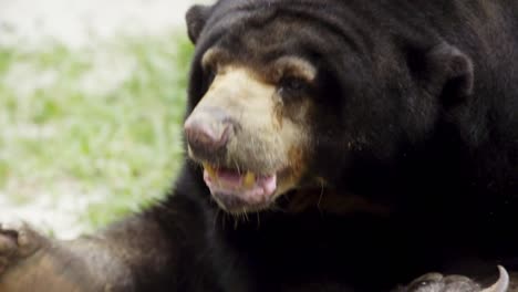 Closeup-on-yellow-snout-and-face-of-sun-bear-breathing-looking-around-while-laying-in-enclosure