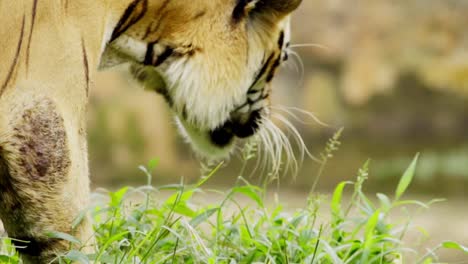 Close-Up-View-Of-Sumatran-Tiger-Feeds-Spring-Grass-In-Animal-Zoo-Park