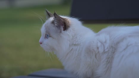 Eine-In-Den-Kopf-Geschossene-Weiße-Katze-Schaut-In-Der-Sonne-Draußen-Vor-Dem-Rasen-Herum
