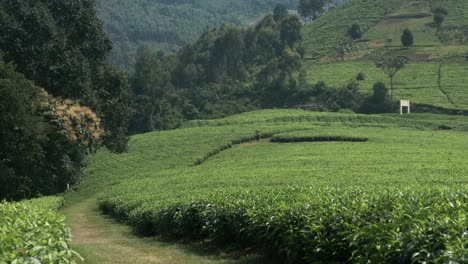 Tea-Farmer-Walking-Through-Lush-Fields