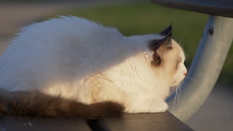 Weiße-Katze-Ruht-Im-Sonnenuntergang-Auf-Einer-Bank-Und-Blickt-Zur-Seite