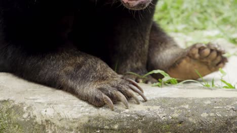 Closeup-of-long-nailed-paw-and-claw-of-sun-bear-in-captivity,-static