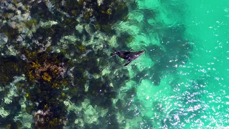 Drohnen-Luftaufnahme-Eines-Australischen-Pelzrobben-Seelöwen,-Der-Auf-Klaren-Riffalgen-Schwimmt-Und-An-Der-Küste-Spielt-Meerestiere-Narooma-Urlaub-Reisetourismus-NSW-Südküste-4k