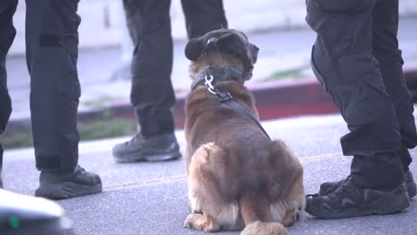 Deutscher-Schäferhund,-Polizeihund-–-K9