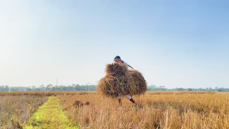 Asian-Farmer-Carrying-Straw-Hale-Bales-On-A-Sunny-Agriculture-Field