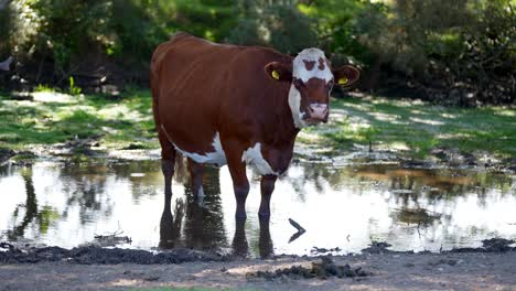 Medium-shot-of-a-brown-and-white-cow-grazing-in-the-river,-in-the-New-Forest,-Hampshire,-UK,-4K