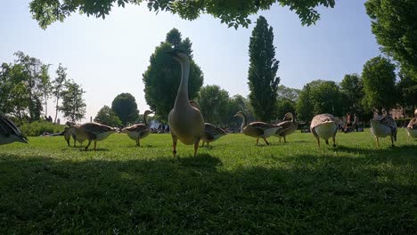 A-Gaggle-of-Swan-Geese-waddle-around-grazing-and-feeding-on-lawn-grass-in-at-Heidelberg-city-Park-with-People-relaxing-in-Background