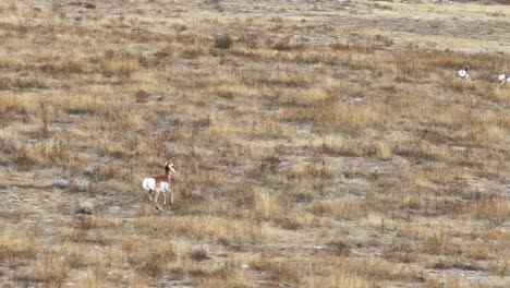 Gabelbockantilope,-Die-Im-Jahr-2023-Frei-über-Die-Weiten-Von-Wyoming-Läuft
