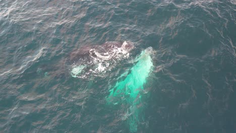 Ballenas-Jorobadas-Nadando-Bajo-El-Mar-En-Australia