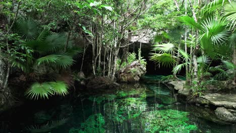 Tropical-oasis-paradise-or-cenote-of-Central-America,-stunning-clear-water-and-aerial-roots-reach-down-to-rocks