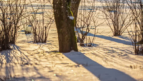 Tree-Stump-Casting-Warm-Sunlight-with-Shadows-Over-Snow,-Close-Up-Timelapse