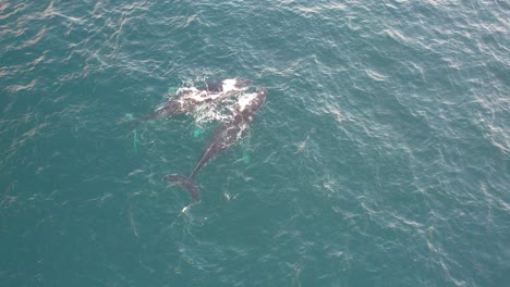 Aerial-View-Of-Humpback-Whales-Swimming-In-The-Blue-Sea-In-Daytime
