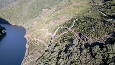 Drone-flies-over-winding-dirt-road-that-cuts-across-hillside-of-Sil-Canyon,-Galicia-Spain,-wine-and-vineyard-country