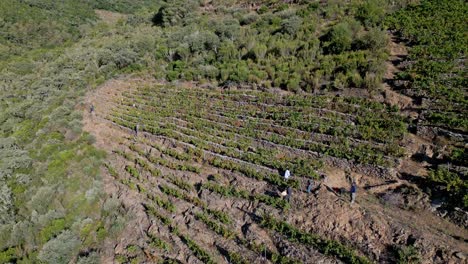 Aerial-orbit-above-workers-in-the-vineyards-of-Sil-Canyon-Galicia-Spain