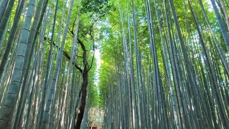 Footage-Arashiyama-Bamboo-Grove-or-Sagano-Bamboo-Forest,-Kyoto-tourism-Japan