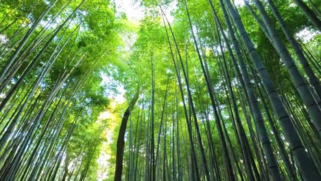 Der-Arashiyama-Bambushain-Von-Kyoto,-Japan