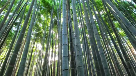 Kyoto,-Japan-low-angle-view-vertical-panning-walking-in-Arashiyama-bamboo-forest-grove-canopy-park-pattern-of-many-plants-on-spring-day-with-green-foliage-color