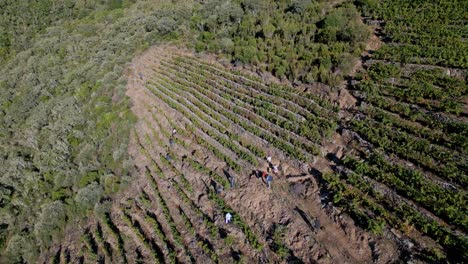 High-angle-bird's-eye-view-above-workers-in-the-vineyards-of-Sil-Canyon-Galicia-Spain