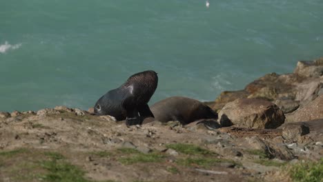 Static-shot-of-grey-seals-trying-to-sleep-at-Oamaru-beach-whilst-be-sprayed-with-waves